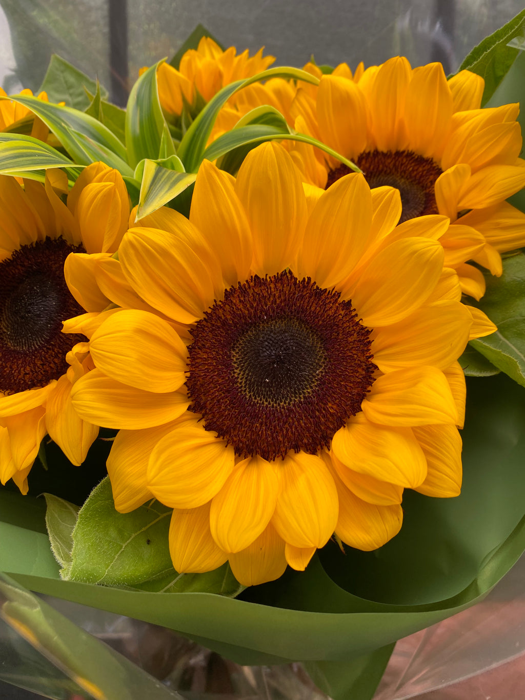 BUQUÊ 10 GIRASSÓIS PREMIUM