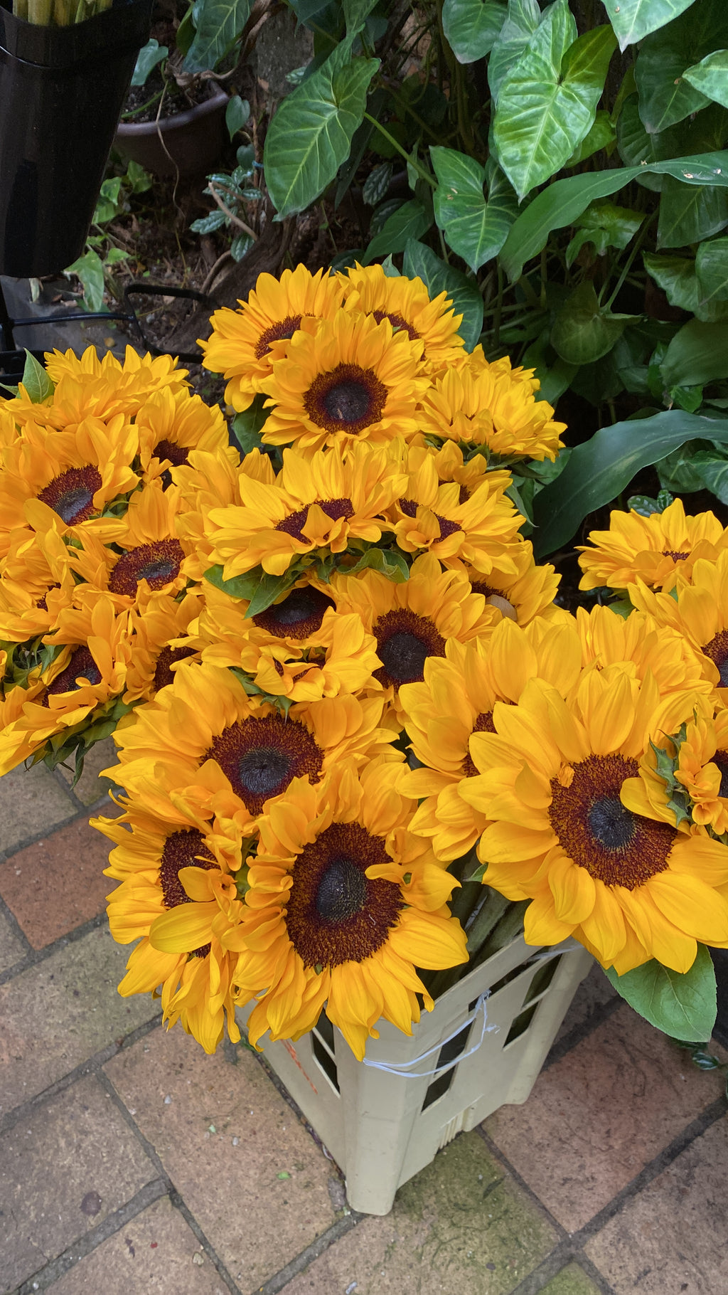 BUQUÊ 10 GIRASSÓIS PREMIUM