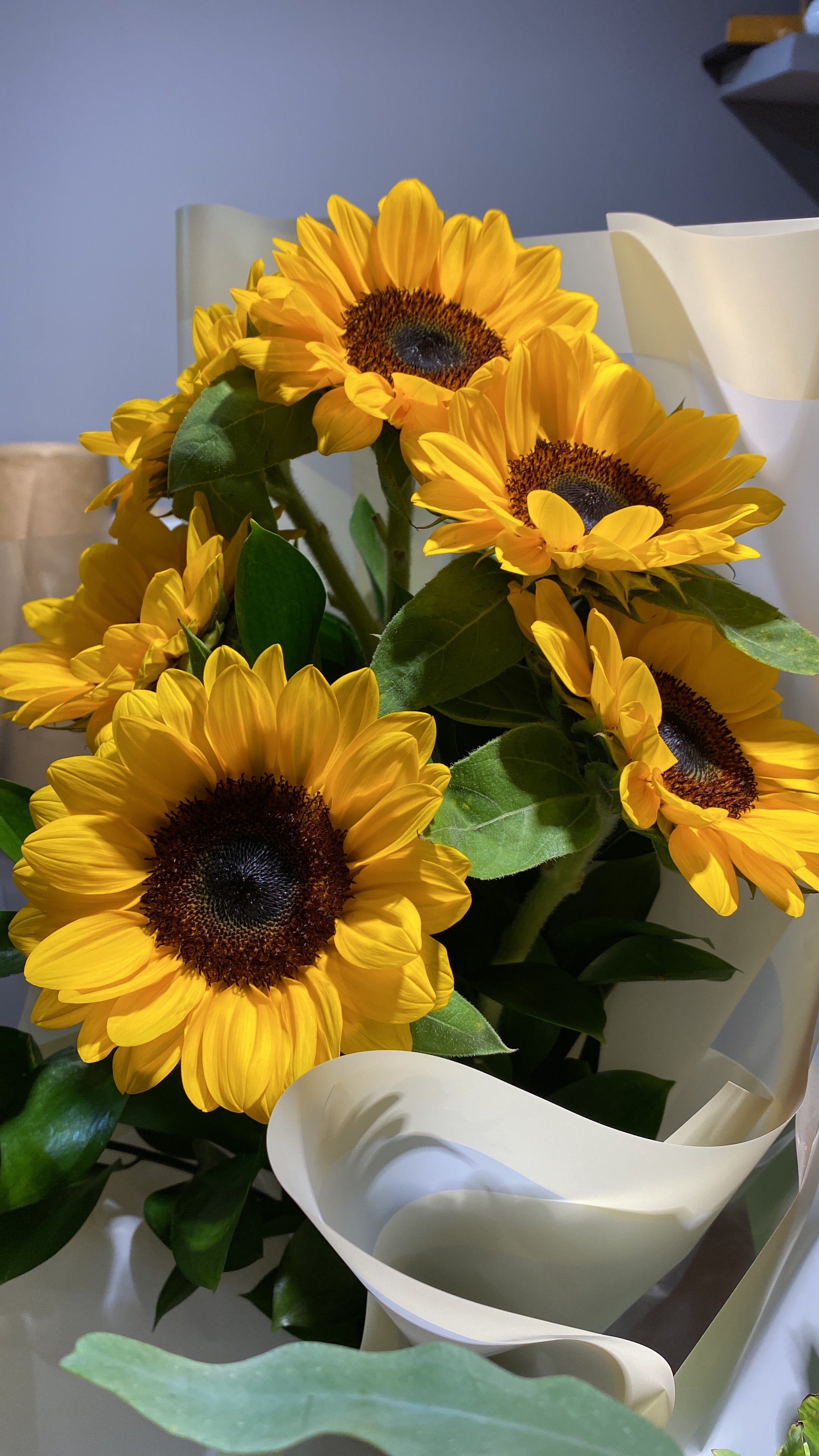 BUQUÊ 10 GIRASSÓIS PREMIUM