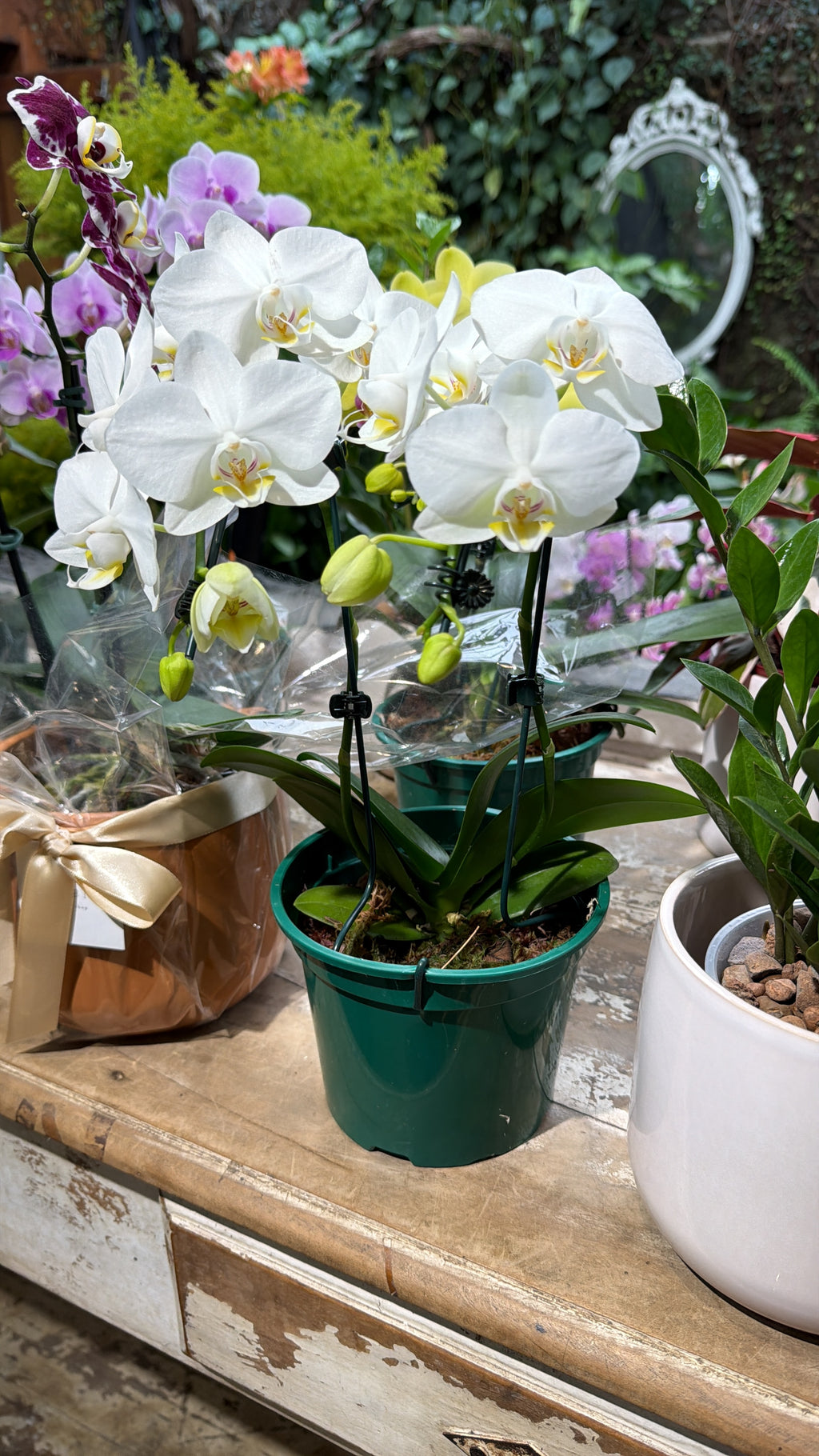 Lexington - Orquídeas Phalaenopsis Midi Cascata