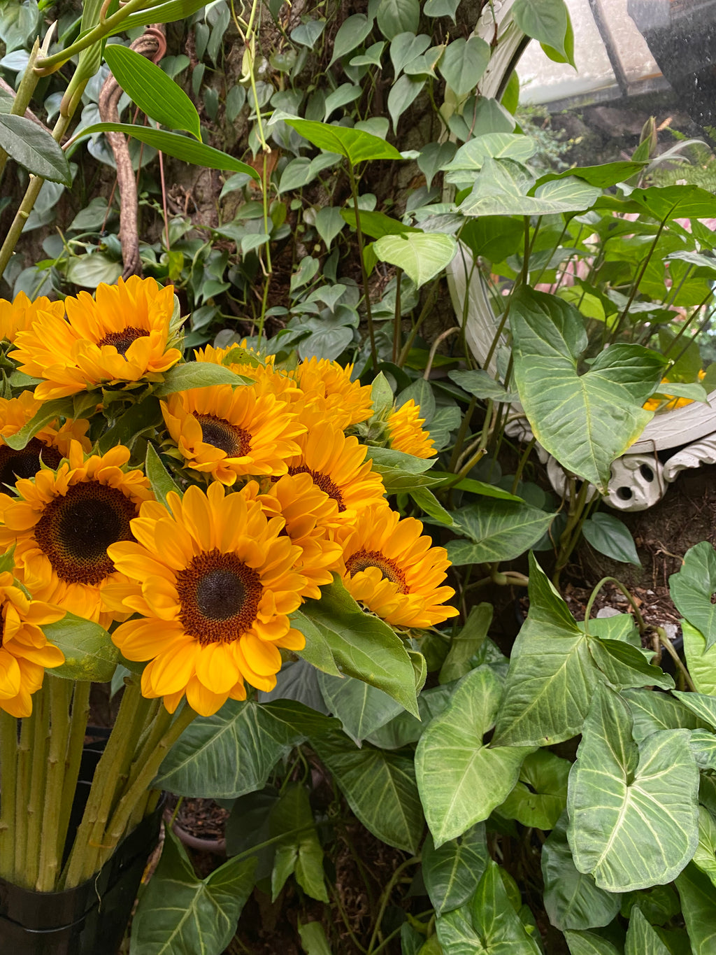 BUQUÊ 10 GIRASSÓIS PREMIUM