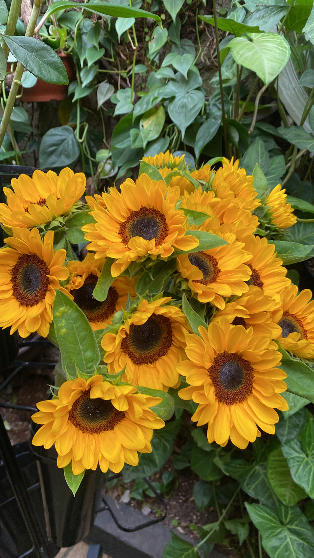 BUQUÊ 10 GIRASSÓIS PREMIUM