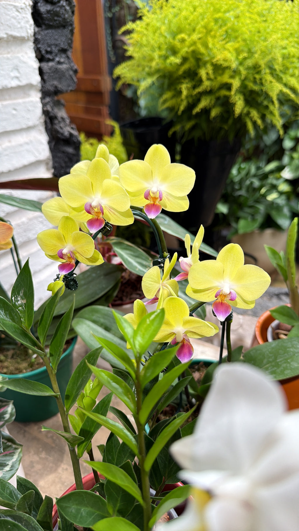 Lexington - Orquídeas Phalaenopsis Midi Cascata