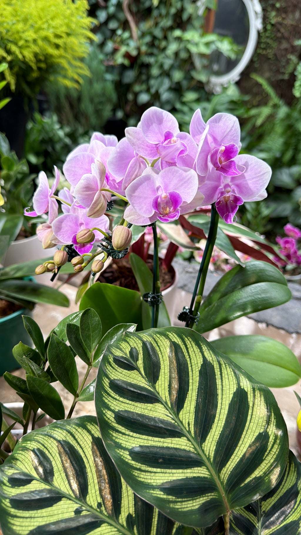 Lexington - Orquídeas Phalaenopsis Midi Cascata